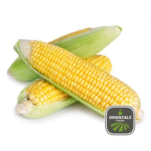 Sweet Corn