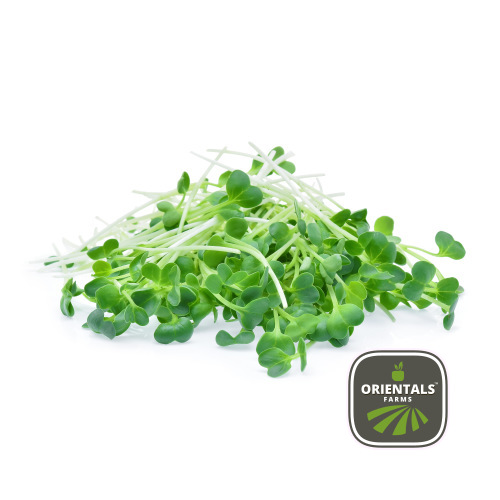 Alfalfa