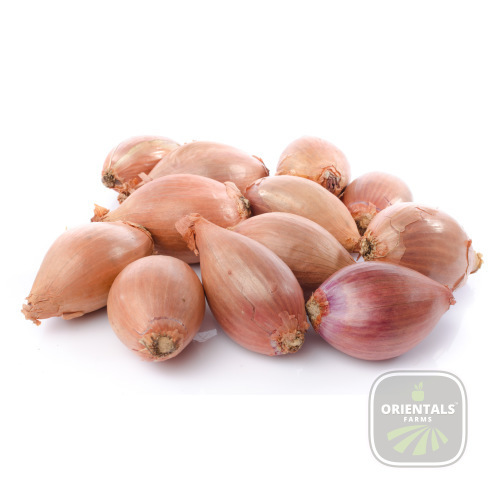 Onion Shallot