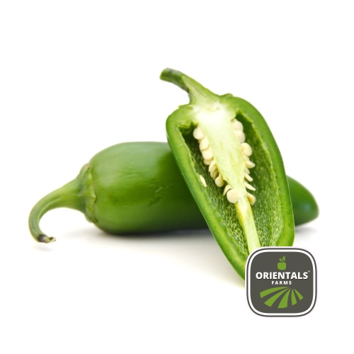 Chili Halapino / Jalapeno pepper