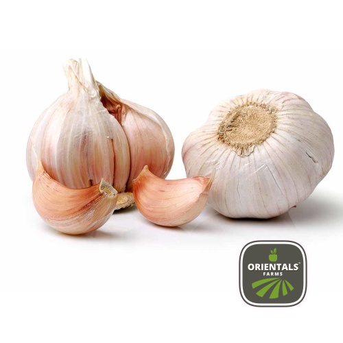 Garlic