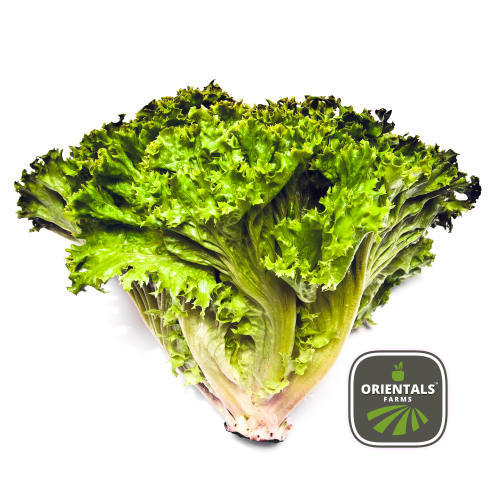 Lettuce Lolo Bionda peice