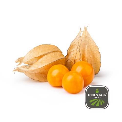 Physalis
