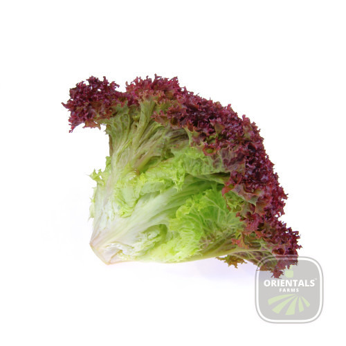 Lettuce Lollo Rosso