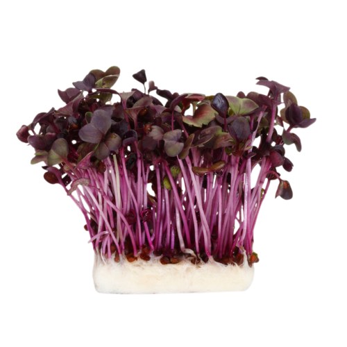Cress Sakura