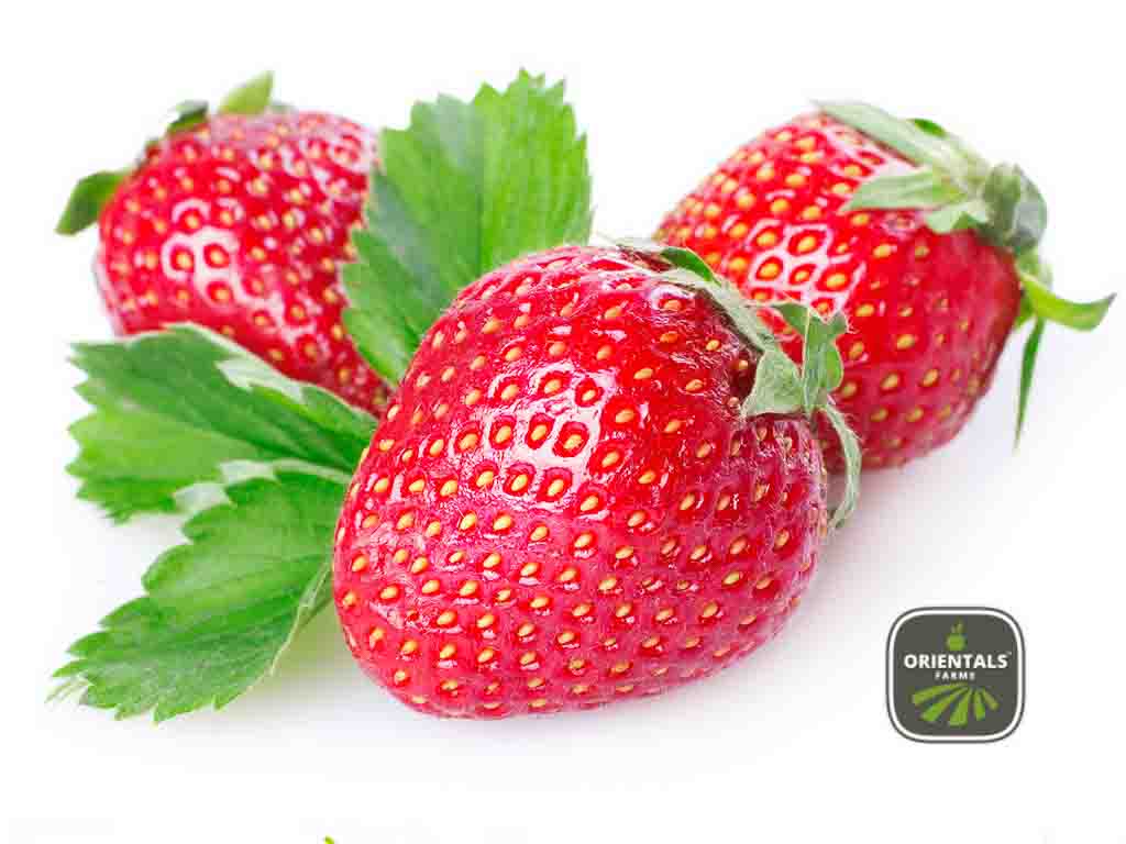 فراولة مبكت