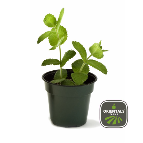 Pot Mint