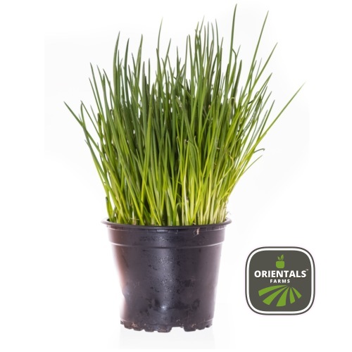 Pot Chives