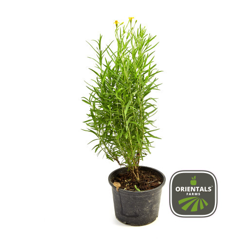Pot Tarragon