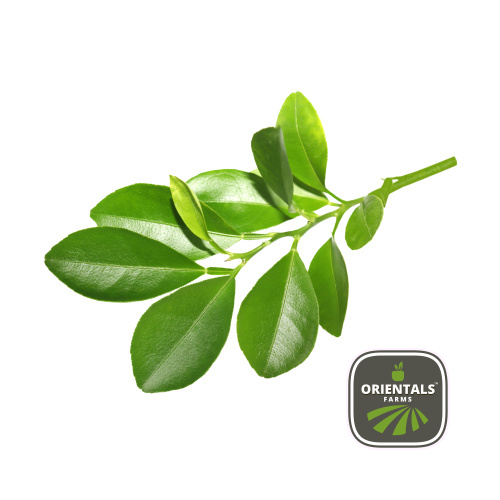 Lime Leaves 