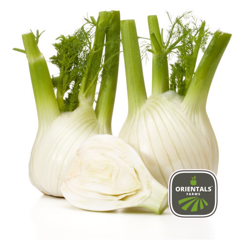 Fennel 
