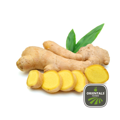 Ginger