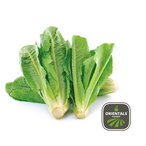 Lettuce Romain