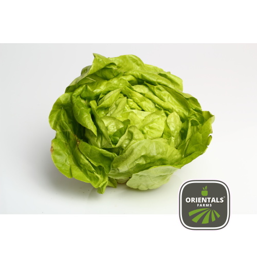 Lettuce Butterhead Jordan Kg