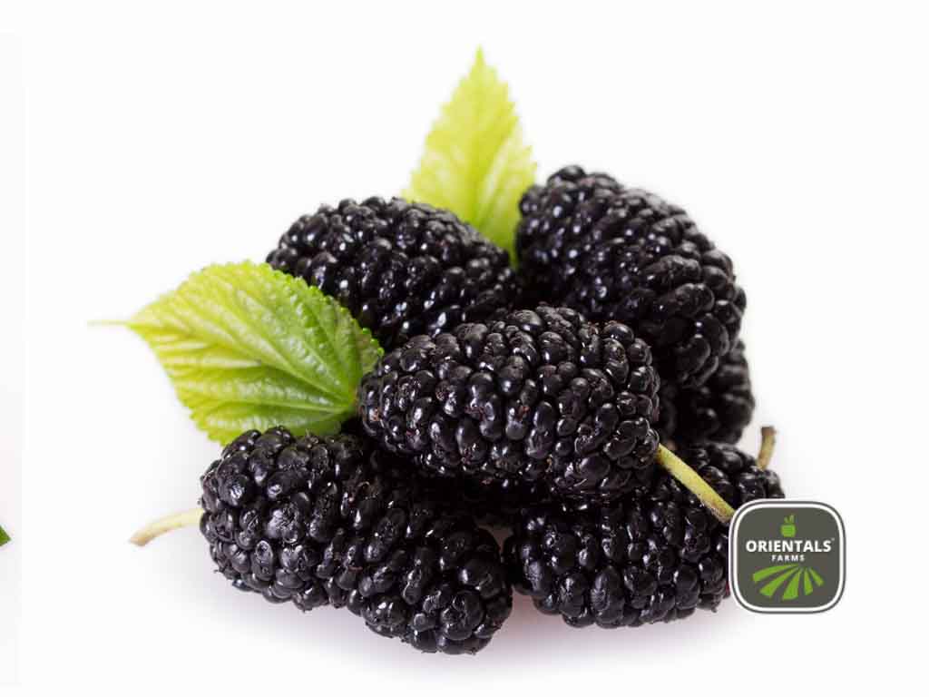 Berries Local