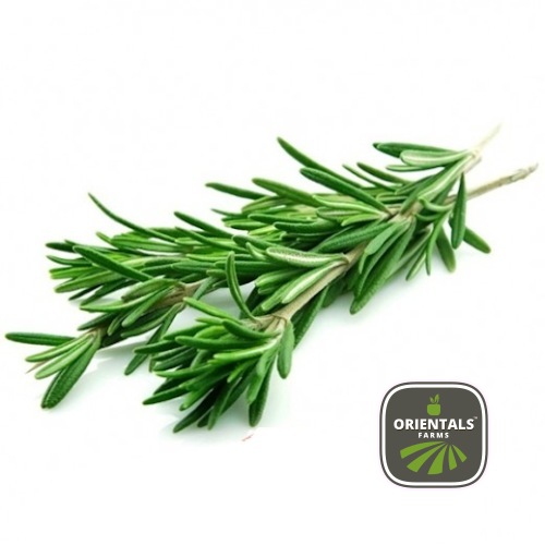 Rosemary 