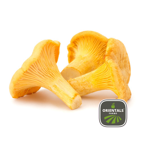 Mushroom Chanterelle