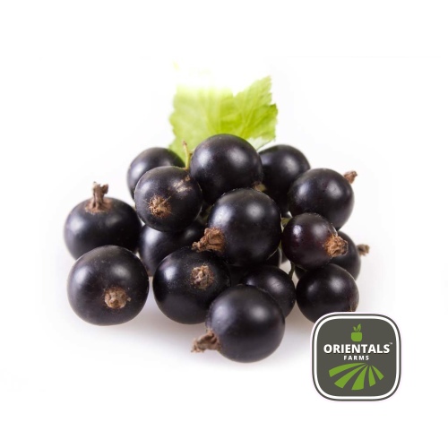Black Currant