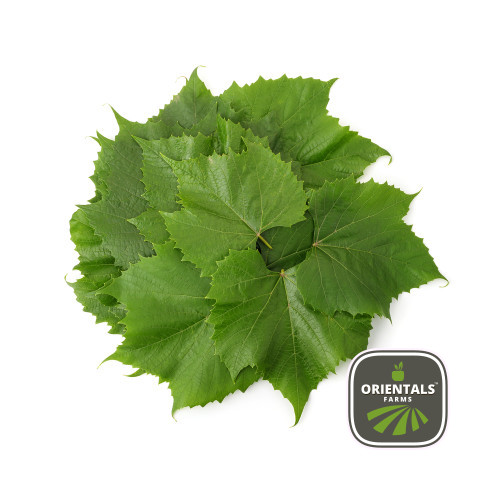 Vine Leaves - fresh green