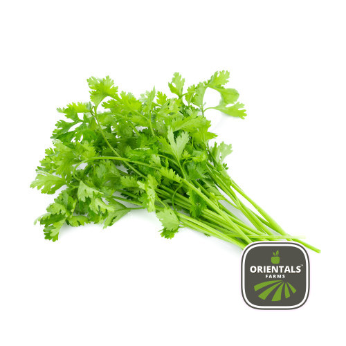Coriander
