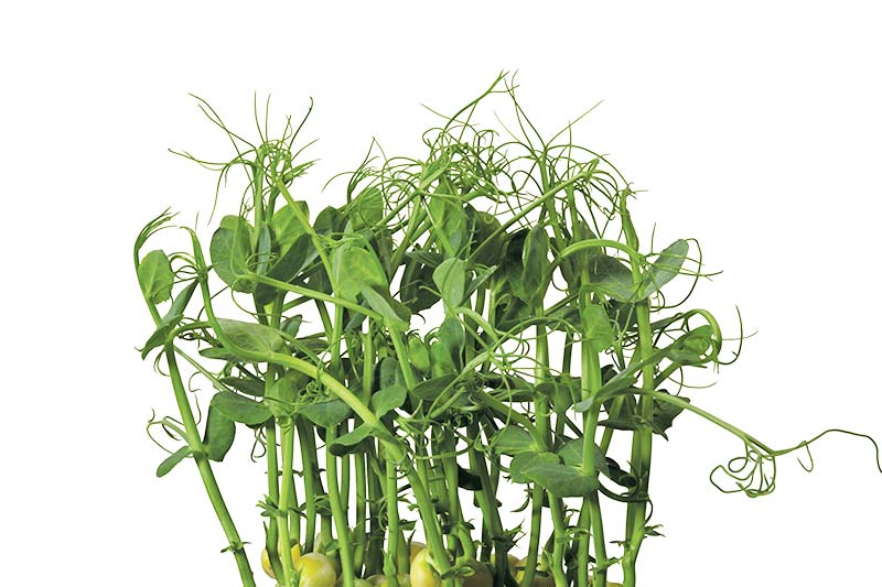 Cress Afilla