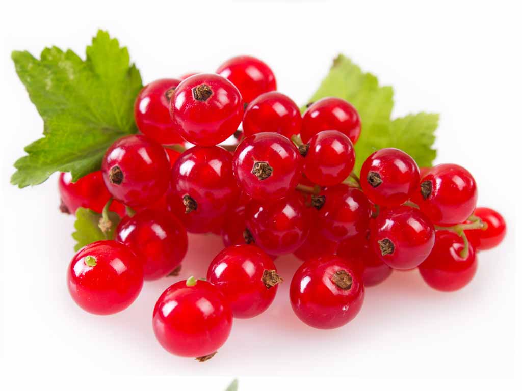 Red Currant 