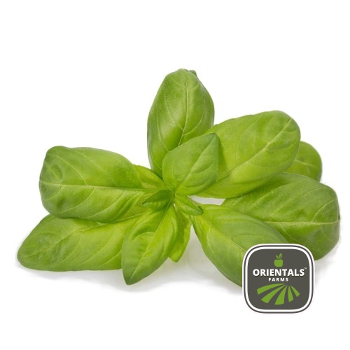 basil red imported