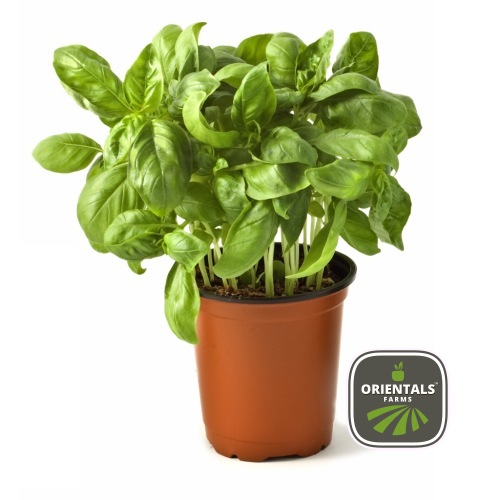 Pot Basil