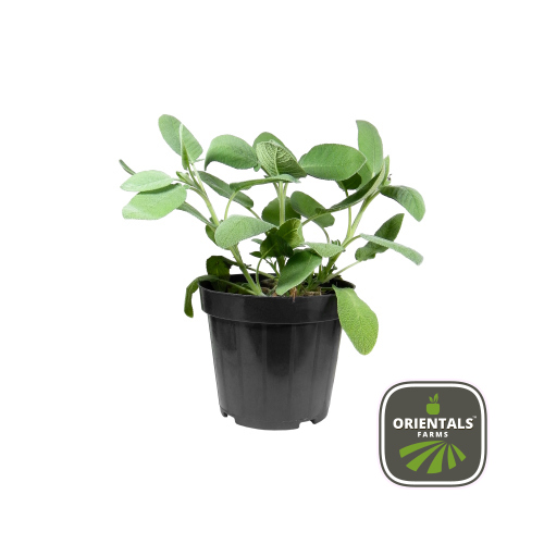 Pot Sage