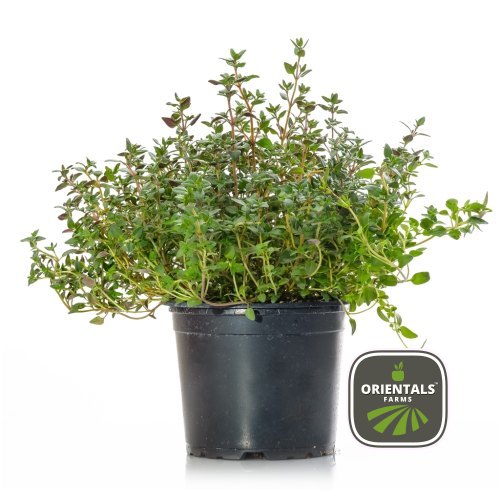 Pot Thyme