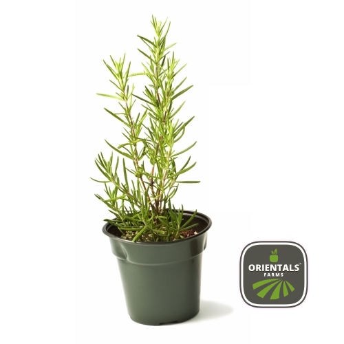 Pot Rosemary 