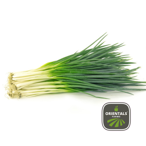 Spring Onion