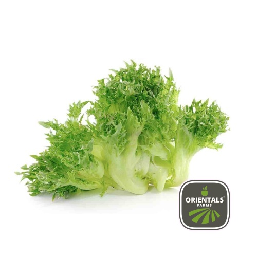 Lettuce Endive
