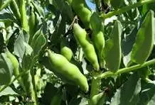 Broad Beans  Baladi  BOX