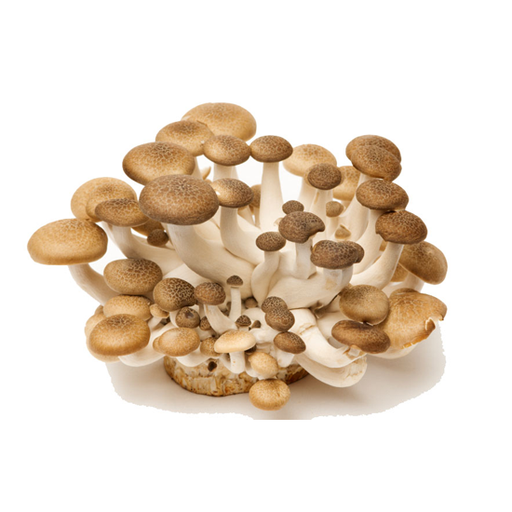 فطر شيمجي بني علبة