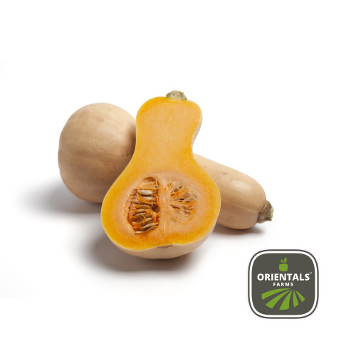 Pumpkin butternut