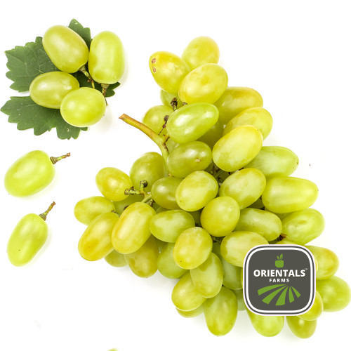 [527673] GRAPES ZEANI